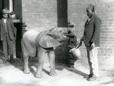 Young African Elephant Kiberenge being fed by Darisha while Syed Ali looks on in the background, London Zoo, September 1923 by Frederick William Bond